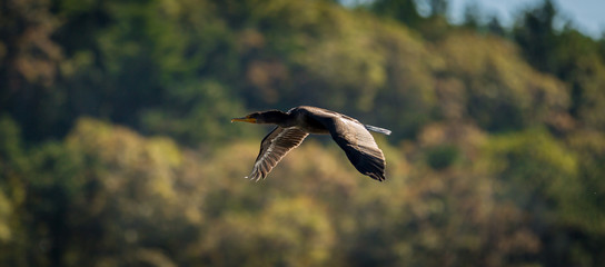Flying duck