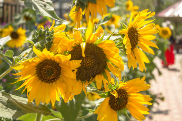 Obraz premium unripe yellow sunflowers under the daytime sun on a blurred background