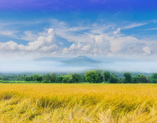 The soft focus green paddy rice field with beautiful sky and cloud, Thailand fuji mountain similar...