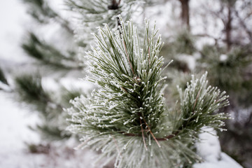 Close-up of pine tree covered with snow