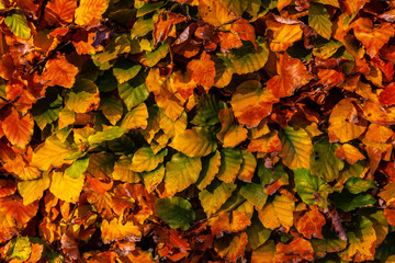 Buchenhecke im Herbst