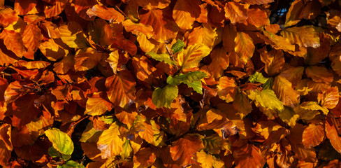 Buchenhecke im Herbst