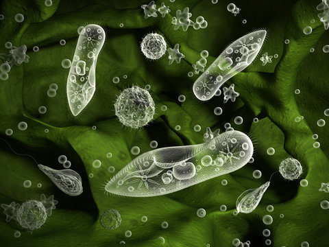 Protozoa, infusoria under a microscope. 3d illustration.