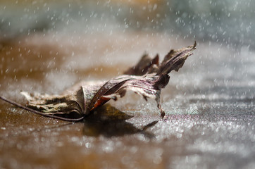 Dry leaf in the rain