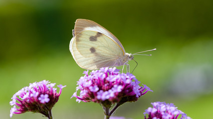 Schmetterling in der Natur
