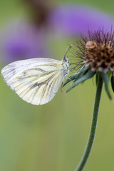 Schmetterling in der Natur