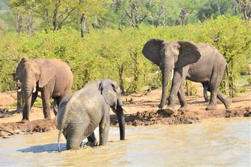 elephants at water