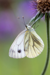Schmetterling in der Natur