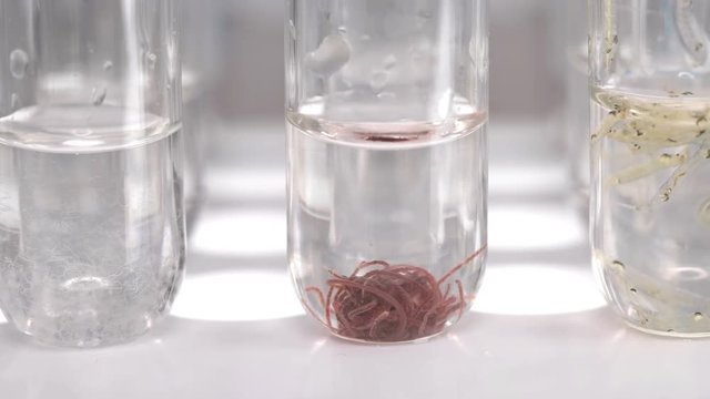 test tubes with different samples: Tubifex worm, nematode and Chaoborus larva