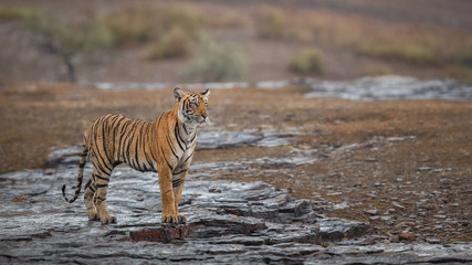 Obraz na płótnie Canvas Amazing tiger female in the rocky habitat during rain. Tigress stay in the beautiful light after rain. Wildlife scene with danger animal. Panthera tigris tigris