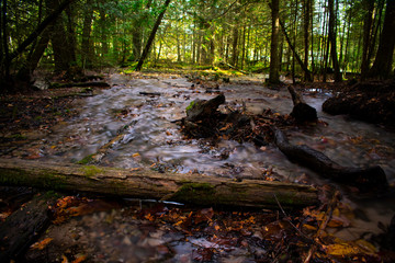 Blurred Stream in Forest at Iargo Springs, Huron National Forest, MI