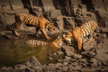 Naklejka na ściany i meble Tigress and cute cub in amazing nature habitat. Tigers in the golden light. Wildlife scene with danger animals. Hot summer in India. Dry area with beautiful indian tiger, Panthera tigris tigris