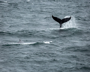Humpback Whale