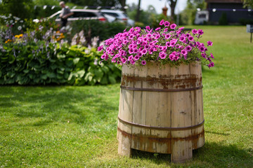 Barrel with flowers, garden decor