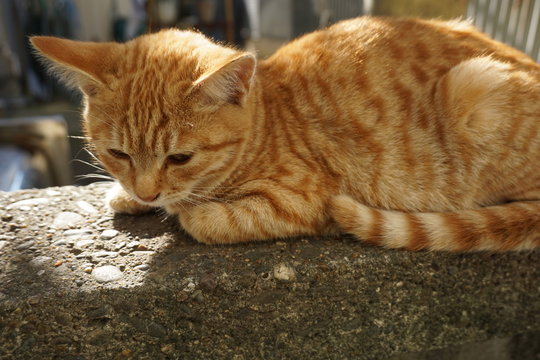 56 Best 茶色い猫 Images Stock Photos Vectors Adobe Stock