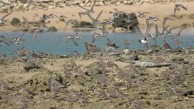 Flock of waders in flight,hd slow motion.
Migratory wading birds from north asia living at laem prakarang phang nga Thailand between October
to April .
