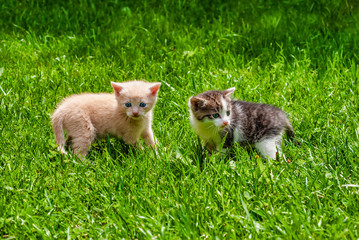 Two Kittens Standing in the Grass