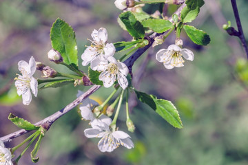Flower of cherry wood.