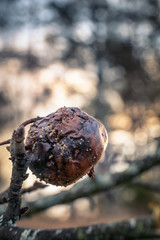 Rotten apple in apple tree with beautiful bokeh background at autumn evening.