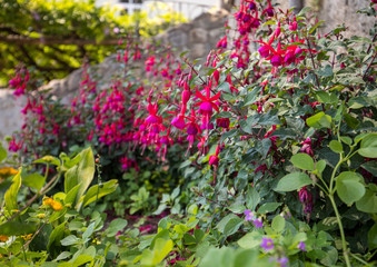 Fototapeta na wymiar flowers of red dipladenia mandevilla in garden