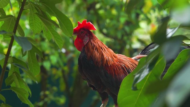 rooster in the wild
