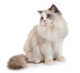 ragdoll cat in studio