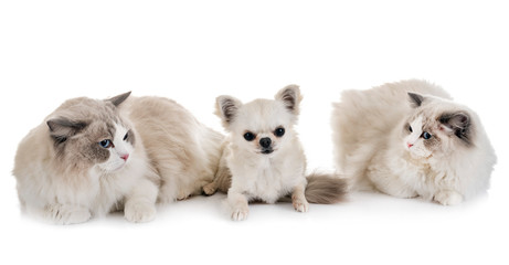 Obraz premium ragdoll cats and chihuahua