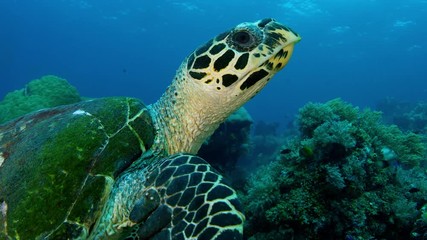 Hawksbill Sea Turtle (Eretmochelys imbricata) swims towards the camera, Raja AmpatIndonesia