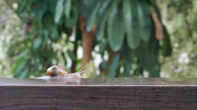 snail crawling on the roof on a cloudy winter day