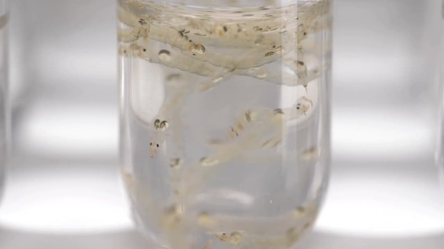 test tube with Chaoborus larvae samples