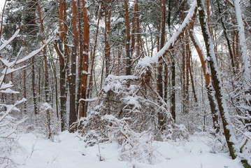 Winter forest. Beautiful winter landscape. Snow in the forest. Trees and bushes in the snow.