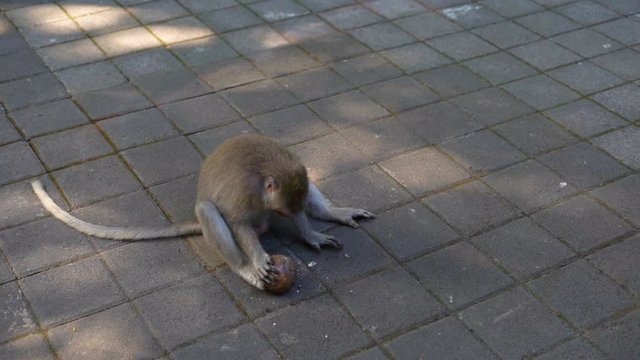 Male macaque monley try to crash a cocnut