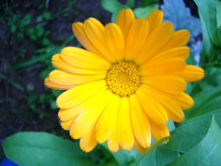 Close up of a yellow calendula flower surrounded by greenery.
