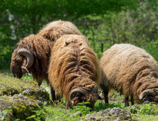 Moutons Roux du Valais appelé aussi roux du Pays, une race de mouton suisse