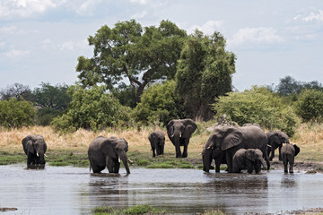 Naklejka na ściany i meble Elephant group taking bath and drinking at a waterhole in Chobe National Park, Botswana