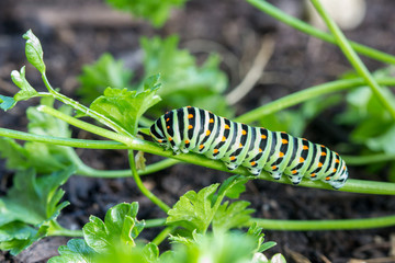 Butterfly caterpillar Swallowtail (Papilio machaon) feeding on parsley in garden