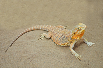 Exotic pet : Bearded dragons