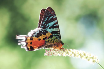 Madagascan Sunset Moth (Chrysiridia rhipheus) , One of world's  most impressive coloful  and...