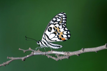 Papilio demoleus known as the common lime butterfly, lemon butterfly, lime swallowtail, small citrus butterfly, chequered swallowtail, dingy swallowtail and citrus swallowtail. Selective focus.