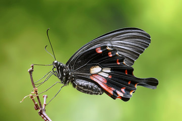 Butterfly : Common Mormon (Papilio polytes) (Female) is a common species of Swallowtail butterfly widely distributed across Asia. Selective focus, blurred nature background.