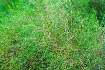 Green Leaves background,branches and green leaves, naturally walls texture.