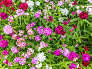 Obraz premium Colorful flowers,Dianthus barbatus var. asiaticus