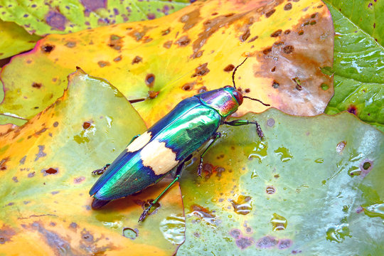 Jewel Beetle (Chrysochroa suandersii) or Metallic wood-boring beetle, is a Southeast Asian species of beetle in Buprestidae family. Jewel beetle on green leaves