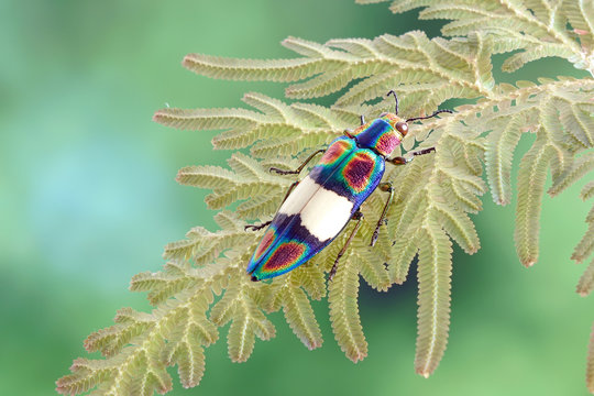 Rianbow Jewel Beetle (Chrysochroa fulgens) on Peacock fern leaf (Seleginella willdenowii) ; Selective focus.