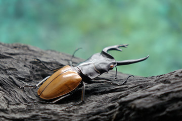 Beetles / Insect : the Fighting Giant Stag Beetle or Hexarthrius parryi , This species is present...