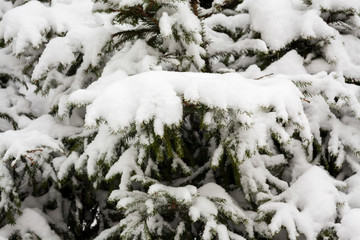 Fototapeta na wymiar Fir branches under the snow