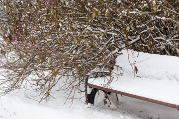 A bench and a bush covered with snow