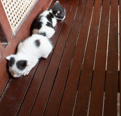 dirty sleeping kittens