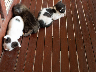 dirty sleeping kittens