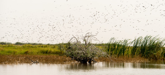 Dendrocygne veuf,.Dendrocygna viduata, White faced Whistling Duck
